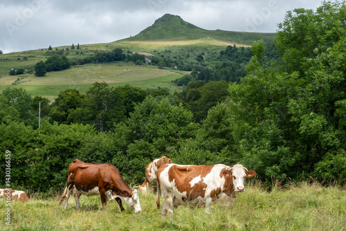 wild flowers in the Auvergne