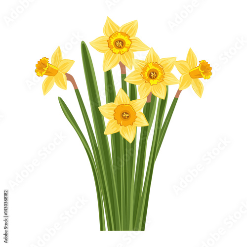 Daffodills daffodil illustration flower vector