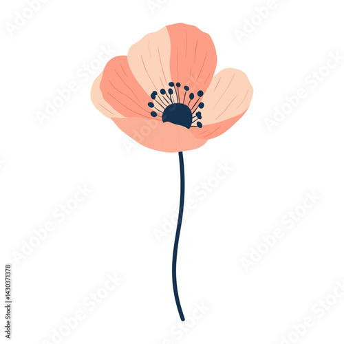 Poppy flower poppy illustration transparent vector