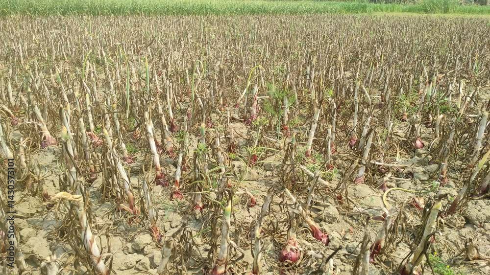 Field with ripe onions for harvest. Onions dug up from the field
