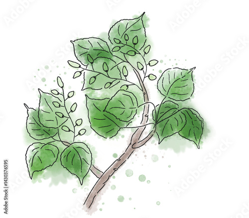 A branch with fruits and leaves of black poplar. Color sketch drawn with pencil