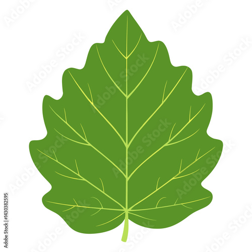 Hickory leaf illustration vector simple vector