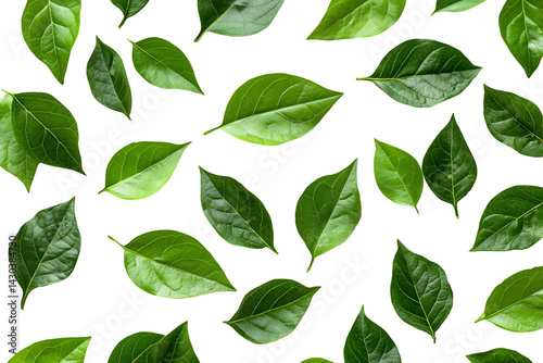 Lush Green Leaves on Black Background for Nature and Texture Themes