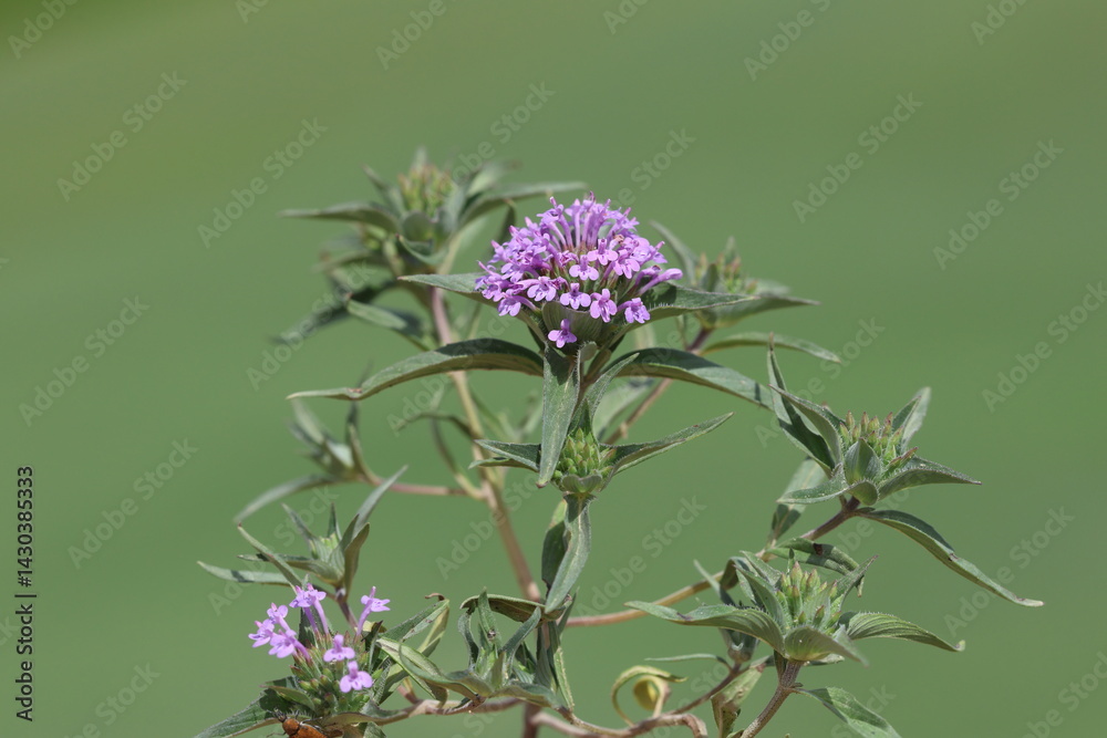 Obraz premium A Field basil (Ziziphora capitata) flower in spring