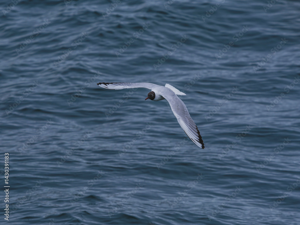 seagull flying over the sea seagull flying over the sea