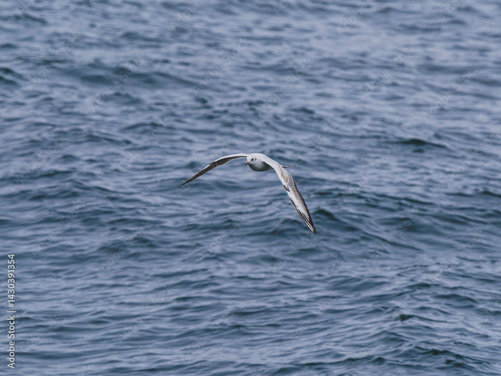 seagull flying over the sea seagull flying over the sea