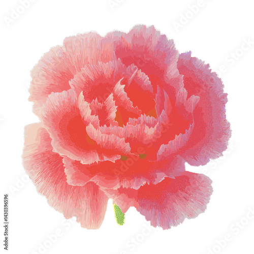 A pink carnation flower illustration petals botanical vector