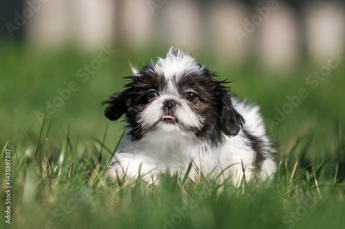 Quadro su tela cute little shih tzu puppy on his first walk outside