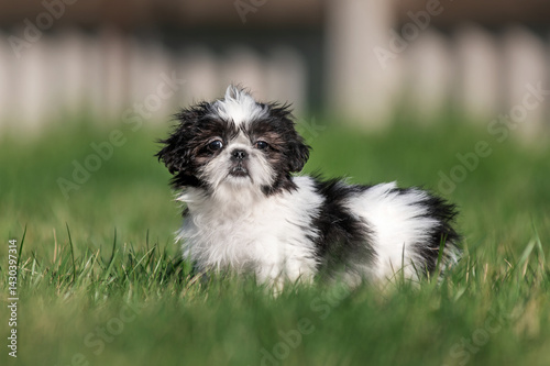 Bild auf Leinwand cute little shih tzu puppy on his first walk outside