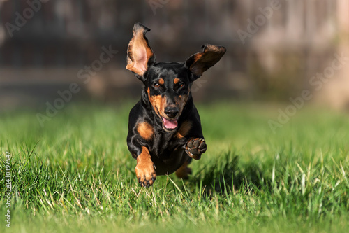 dachshund dog running happily on the green lawn, cute domestic dog photography