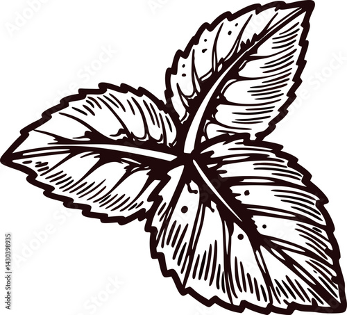 Intricate black and white botanical drawing of a mint leaf cluster with detailed veins and textures.