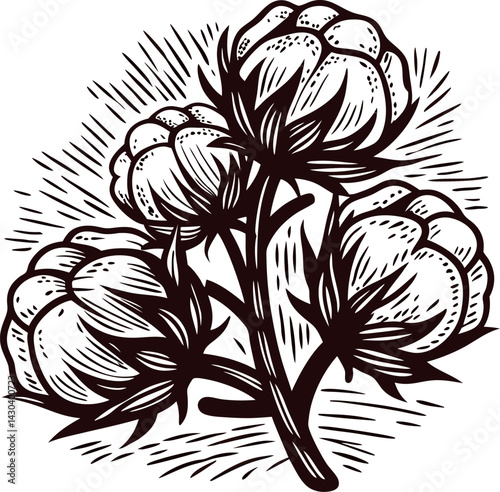Detailed botanical drawing of cotton plant with three bolls and leaves.