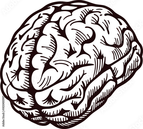 Detailed line art of a human brain.