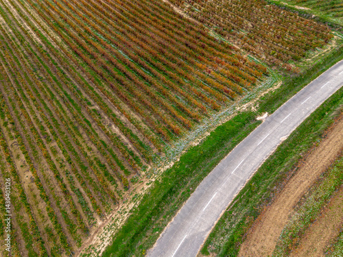 Patterned vineyard from above with winding path in La Rioja, Spain, displaying symmetry, agriculture, and natural textures under daylight, perfect for green energy or eco topics. photo