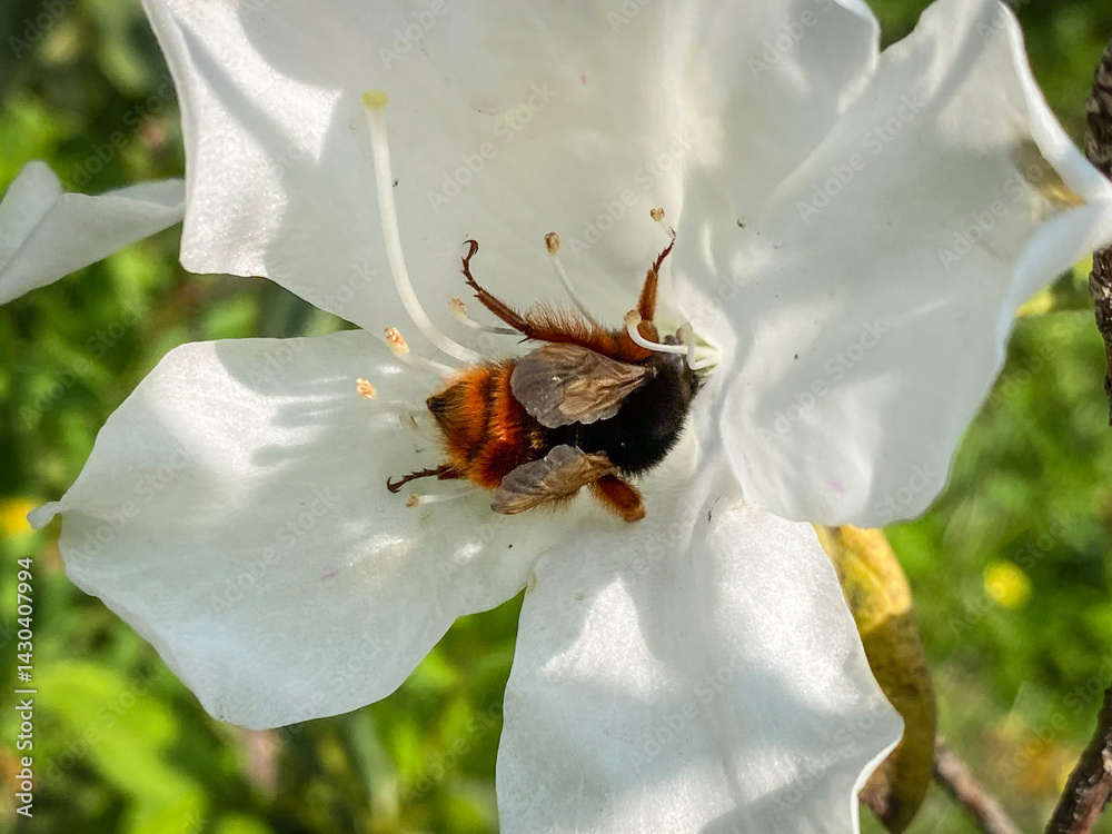 Hairy-Footed Flower Bee Gathering Pollen from White Flower