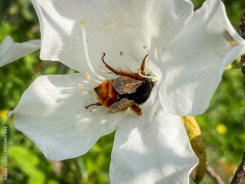 Obraz na płótnie Hairy-Footed Flower Bee Gathering Pollen from White Flower w salonie