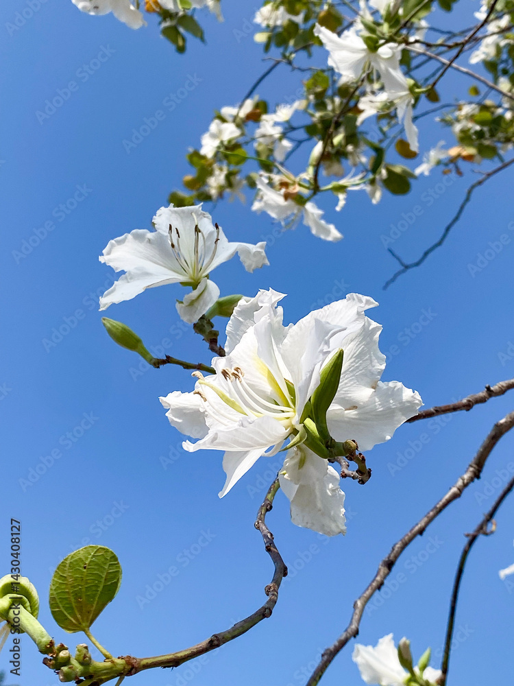 White Bauhinia Flowers Blooming Against a Blue Sky