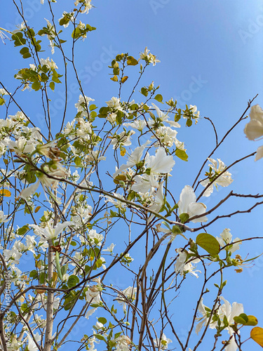 White Bauhinia Flowers Blooming Against a Blue Sky