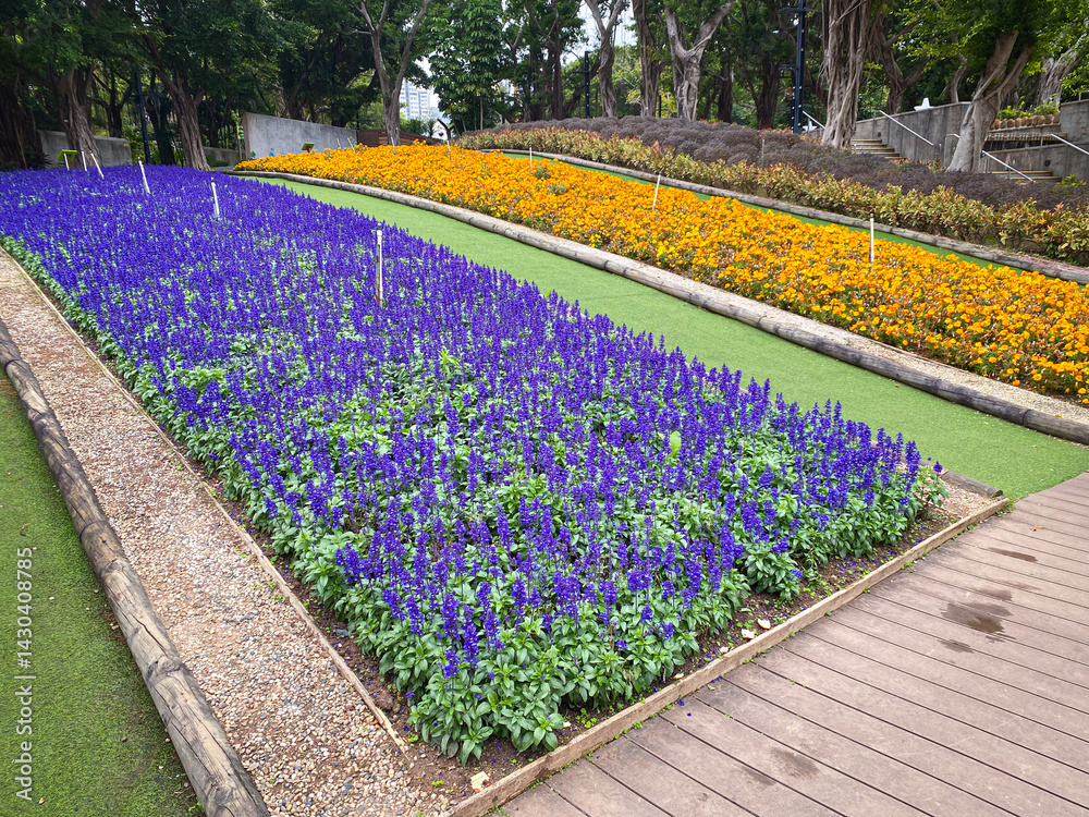 Purple Salvia and Yellow Flowers Display