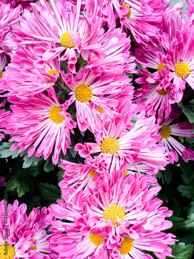 Pink Chrysanthemum Flowers Close-up