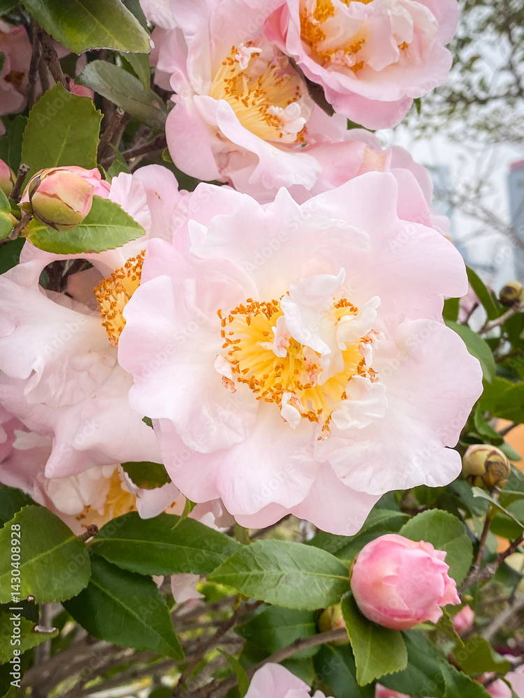 Pale Pink Camellia Flowers and Buds Close-up