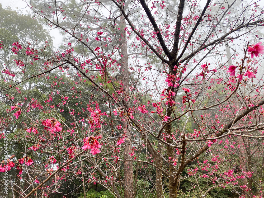 Misty Cherry Blossoms in Spring Forest