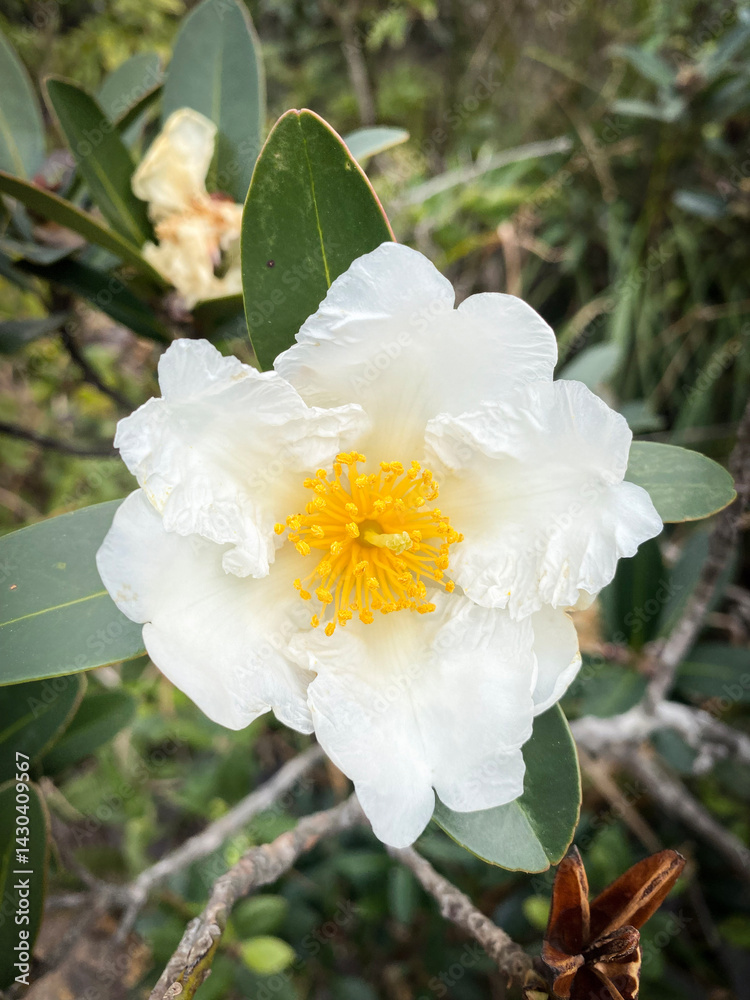 White Flower with Yellow Center Close-up