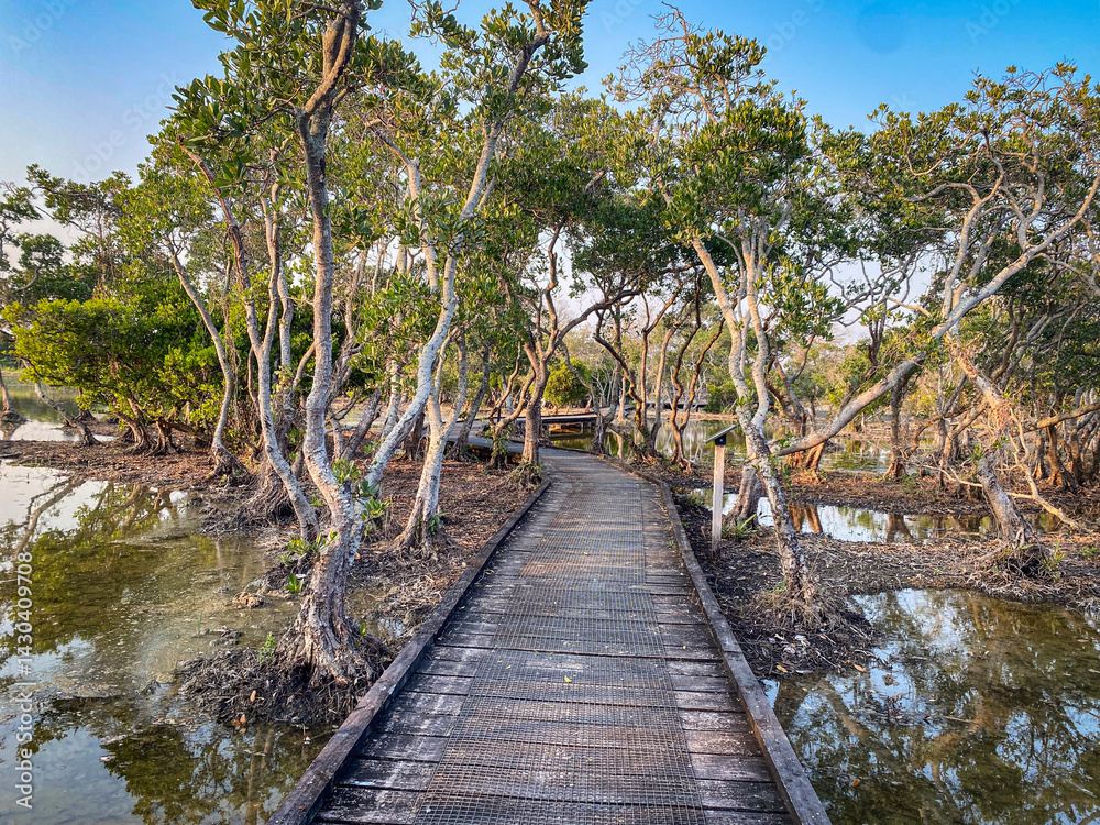 Wooden Path Through Mangrove Trees with Water Reflection