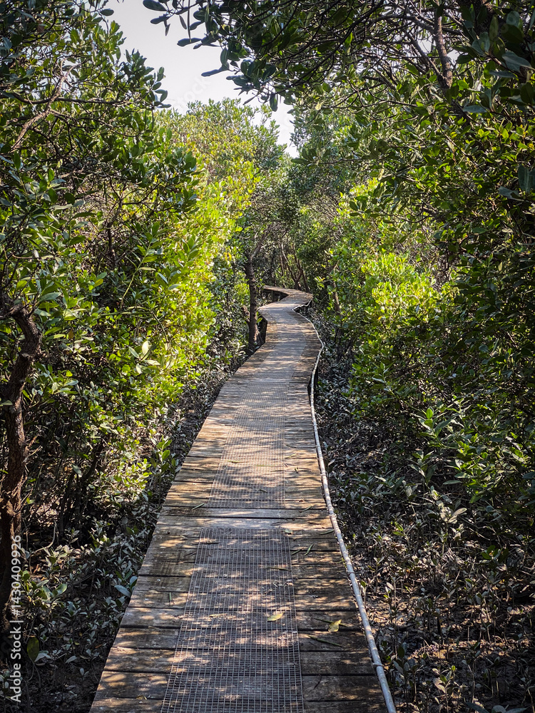 Fototapeta premium Journey Through the Tranquil Mangrove Boardwalk