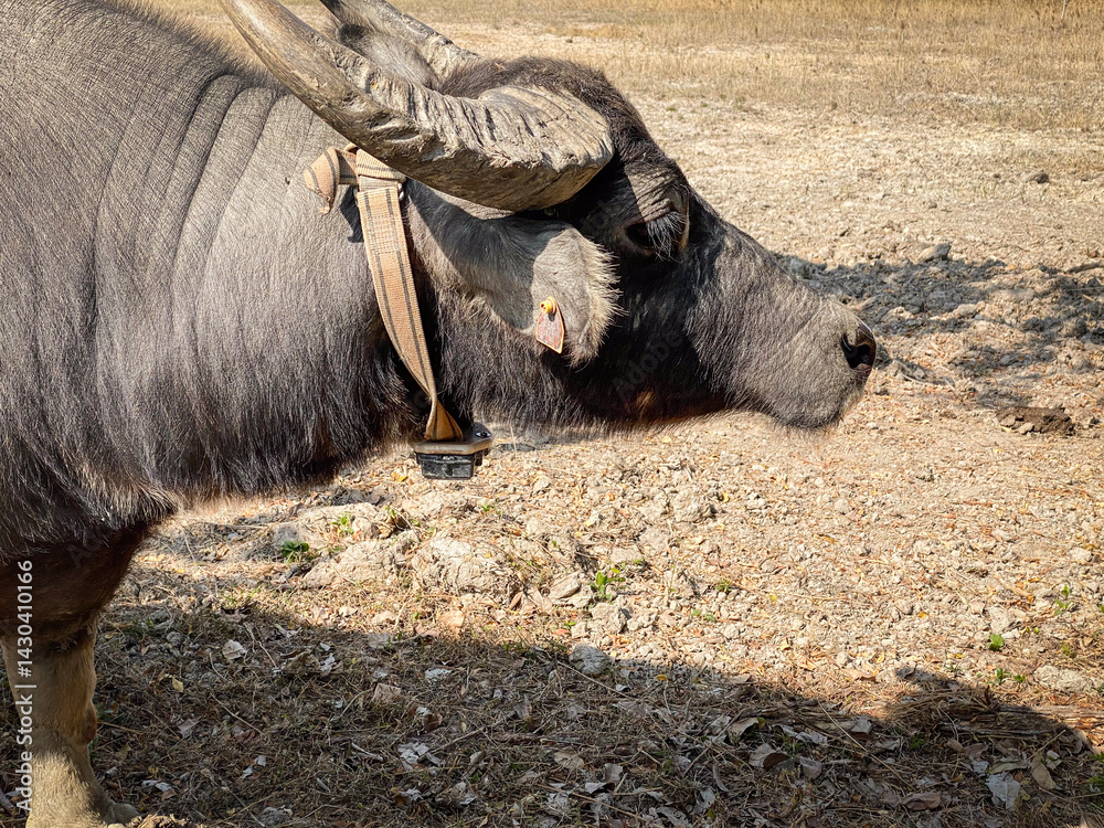 Water Buffalo Standing in Field