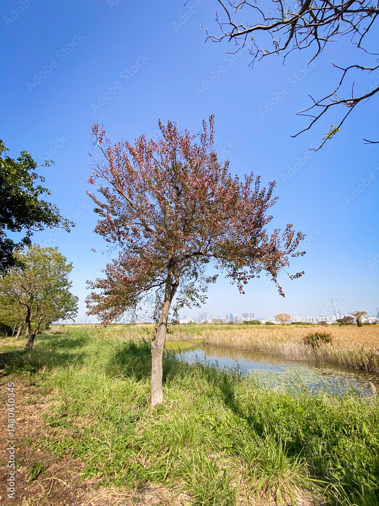Red-Leaved Tree by Water in Wetland