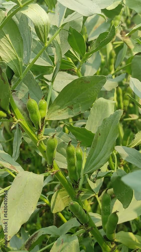 Broad bean plants in flower, variety Witkiem Manita, Vicia Faba also known as field bean, fava, bell, horse, windsor, pigeon and tic bean.	
