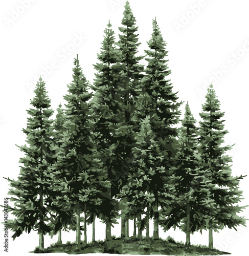 Evergreen Forest Silhouetted on White