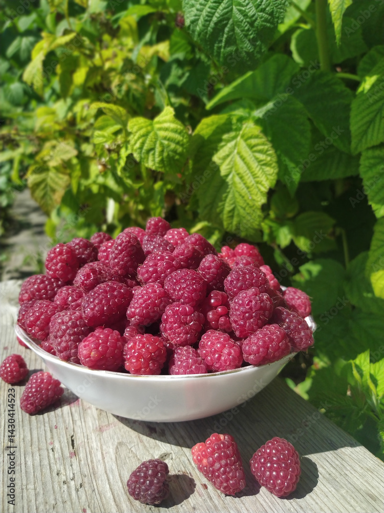 Freshly harvested raspberries in a bowl surrounded by green leaves showcasing the beauty of nature and healthy eating concept Freshly harvested raspberries in a bowl surrounded by green leaves showcasing the beauty of nature and healthy eating concept