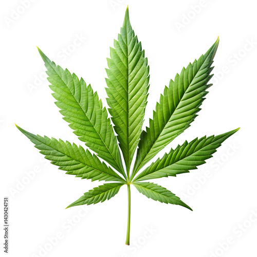 Green marijuana leaf isolated on white vector illustration