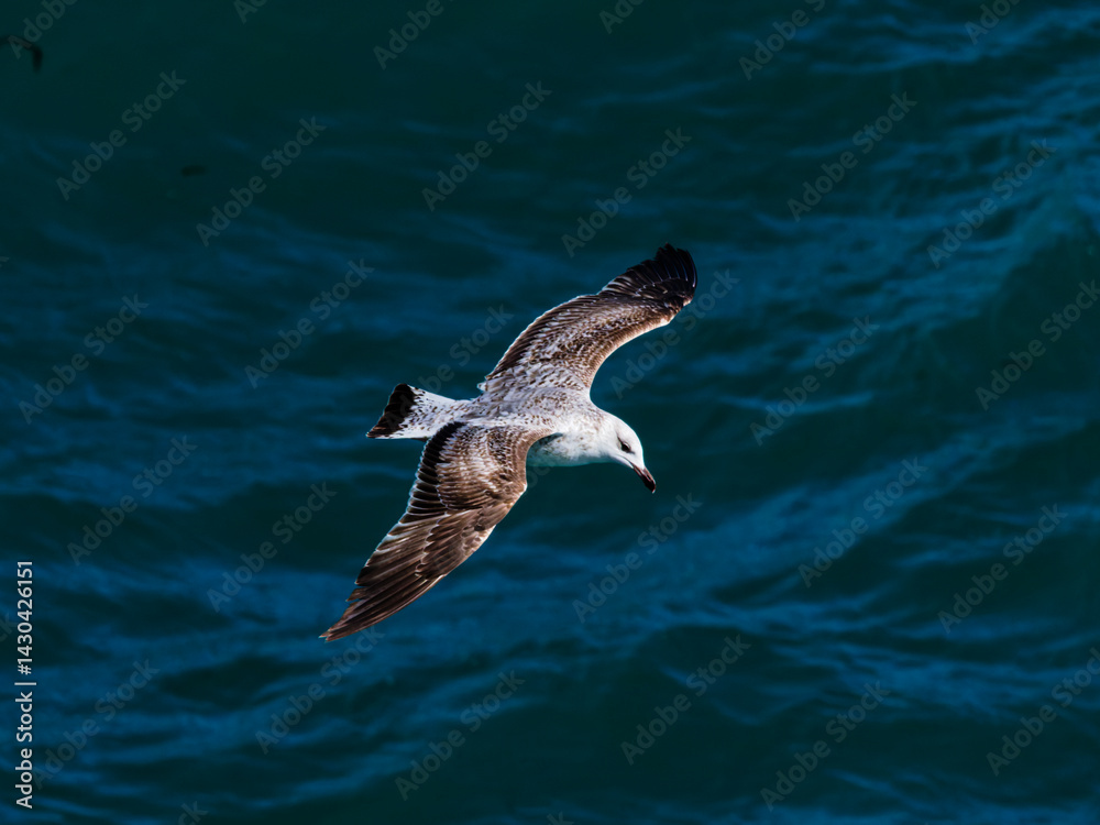 Fototapeta premium seagull flying over the sea