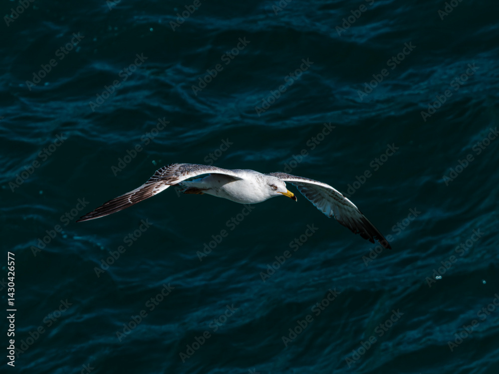 seagull flying over the sea seagull flying over the sea