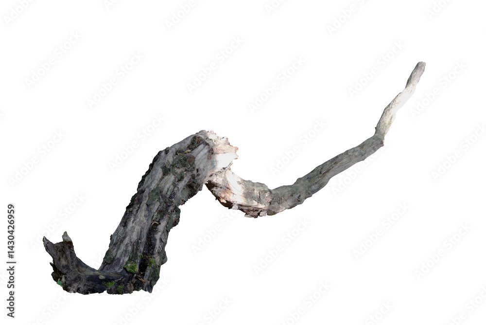 Fototapeta premium Freigestellter Ast von einen Baum, von der Sonne angestrahlt.