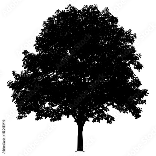 Maple tree outline silhouette white illustration vector