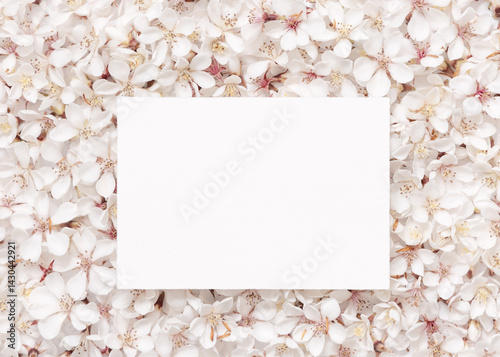 Obraz na płótnie Blank horizontal paper card over white cherry flowers top view, spring wedding mockup w salonie