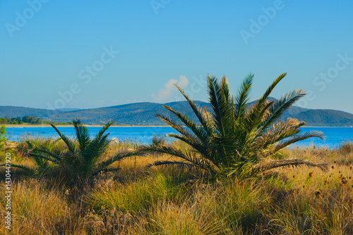Fototapeta Naklejka Na Ścianę i Meble -  Mediterranean palms. Tyrrhenian coast. Sardinia, Italy