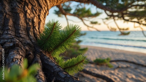 Fototapeta Naklejka Na Ścianę i Meble -  Close-up of a pine tree along the Baltic Sea coast during windy weather