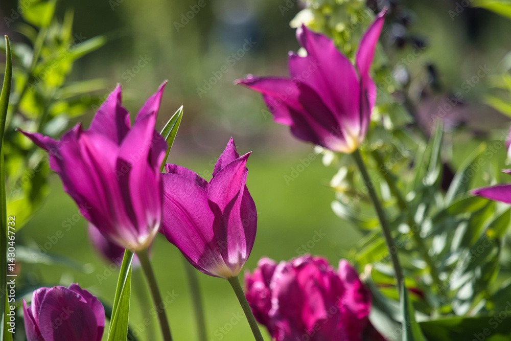 Lila Tulpen