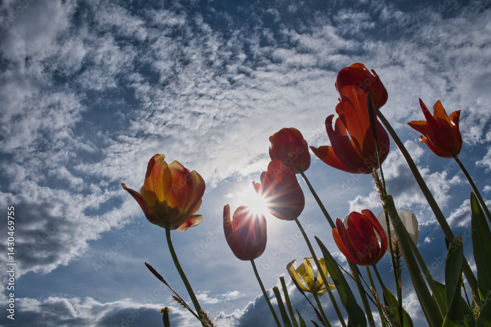 Rote Tulpen unter der Sonne
