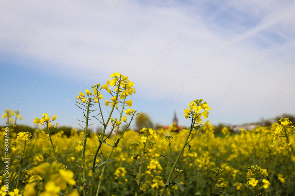 rapeseed field in bloom, rapeseed field, rapeseed flower in hand, bee on the rapeseed flower, past blooms rapeseed field in bloom, rapeseed field, rapeseed flower in hand, bee on the rapeseed flower, past blooms