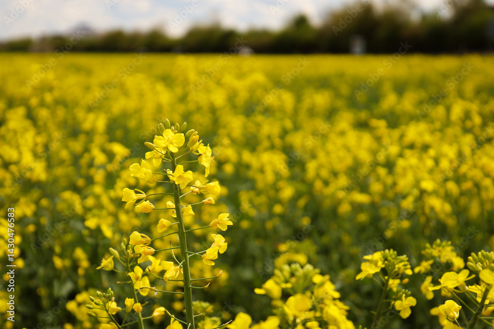 rapeseed field in bloom, rapeseed field, rapeseed flower in hand, bee on the rapeseed flower, past blooms rapeseed field in bloom, rapeseed field, rapeseed flower in hand, bee on the rapeseed flower, past blooms