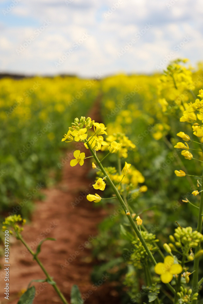 Obraz premium rapeseed field in bloom, rapeseed field, rapeseed flower in hand, bee on the rapeseed flower, past blooms