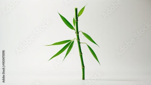 Young bamboo branch on a white background. Bamboos represent a varied collection of evergreen perennial flowering plants in the Bambusoideae subfamily of the Poaceae grass family. photo
