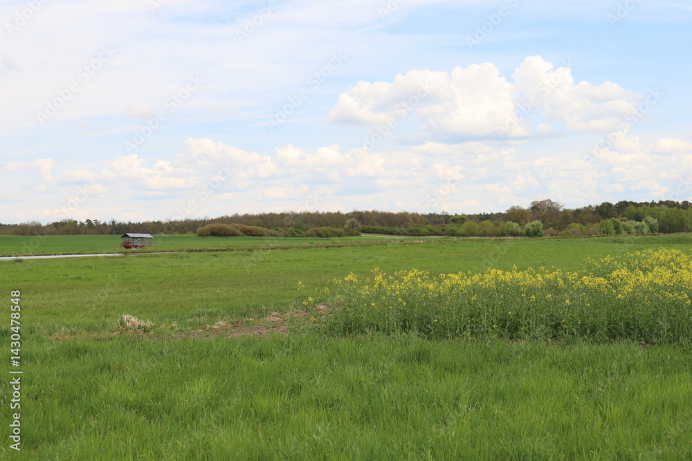 rapeseed field in bloom, rapeseed field, rapeseed flower in hand, bee on the rapeseed flower, past blooms rapeseed field in bloom, rapeseed field, rapeseed flower in hand, bee on the rapeseed flower, past blooms