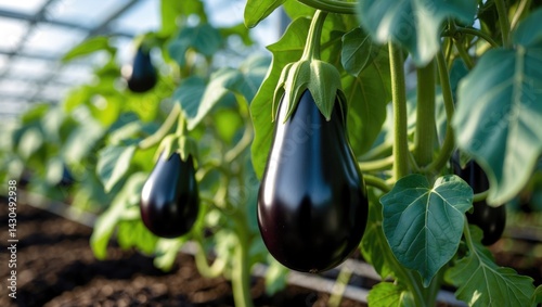 Aubergine plants flourishing in a high-tech greenhouse, demonstrating the advancements of modern agricultural technology